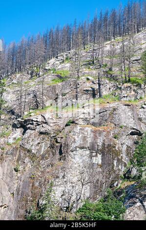 Steep cliff after forest fire with all the trees burnt.  New grass is starting to grow in this ecology nature landscape. Stock Photo