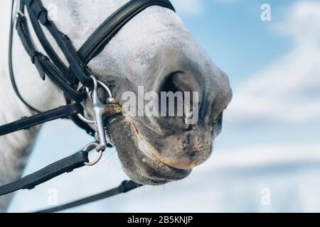 Portrait of horse bridle detail. Stock Photo