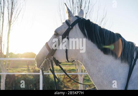 White horse equestrian portratit at sunset, equine world. Stock Photo