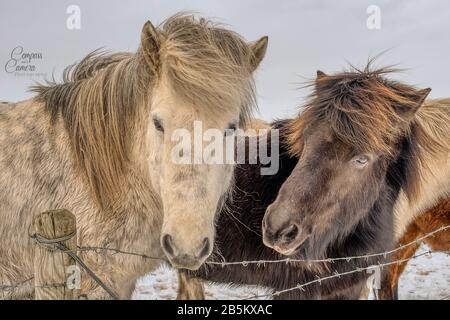 Icelandic Horse Protrait Stock Photo