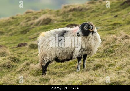 Swaledale ewe, a female sheep looking backwards over rough pasture land on a grouse moor in the Yorkshire Dales.  Early Spring  and close to lambing Stock Photo