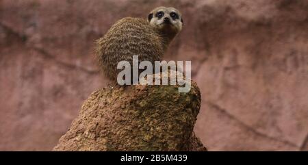 Animals in their exhibits at Chester zoo credit Ian Fairbrother/Alamy Stock Photos Stock Photo