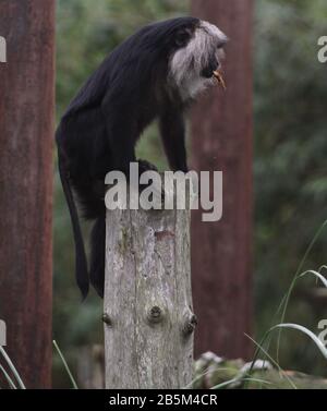 Animals in their exhibits at Chester zoo credit Ian Fairbrother/Alamy Stock Photos Stock Photo