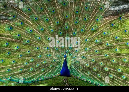New York, USA, 18 May 2014 - A peacock (pavo cristatus) displays feathers at the Bronx zoo.  Credit: Enrique Shore/Alamy Stock Photo Stock Photo