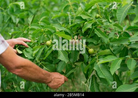 A man harvests from a tree. Gardener's hands touch walnuts hanging on a green tree. Stock Photo