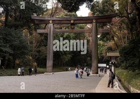 Torii leading to Meiji Shrine,Yogogi Park,Shibuya, Tokyo, Japan Stock Photo