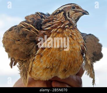 man holds a quail in his hand Stock Photo