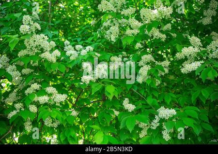 Blossoming bird cherry in the spring in the garden. Stock Photo