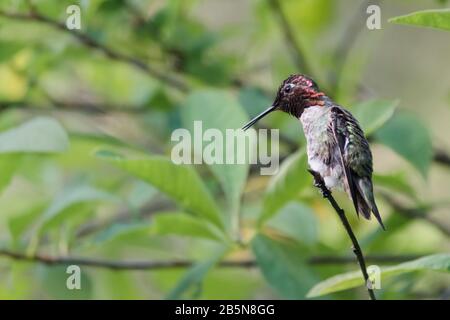 An alert, fierce-looking male Anna's hummingbird, with bright red crown and gorget, green back and slightly open beak, stares down from a tiny branch. Stock Photo