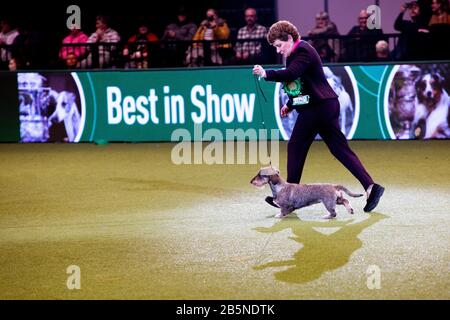 Birmingham, UK. 08th Mar, 2020. Birmingham, 8 March 2020. Crufts Best in Show 2020 Champion is Masie, also known as Ch Silvae Trademark, a Wire Haired Dacshsund from Gloucestershire with her owner Kim McCalmont at the NEC in Birmingham UK. Credit: Jon Freeman/Alamy Live News