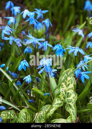 Siberian scilla combine well with variegated Arum italicum leaves Stock Photo