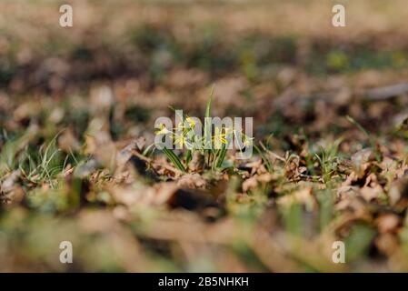 Goose onion least or Gagea minima or Bethlehem star plant flowering in early spring in european forest. Small yellow flowers in spring forest Stock Photo