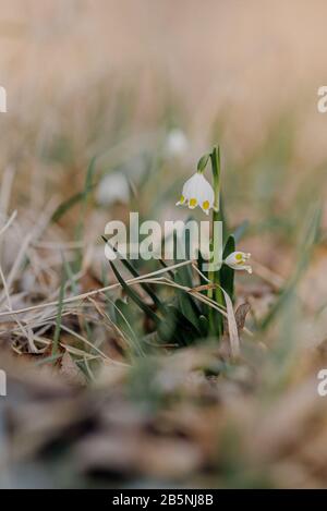 White Summer Snowflake flowers (Leucojum aestivum) with yellow spots on petals, bell-shaped flowers with fresh spring green leaves. Spring blooming ti Stock Photo