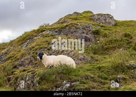 Sheep grazing in Scotland along the West Highland Way Stock Photo