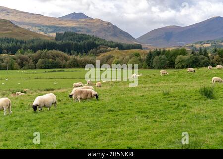 Sheep grazing in Scotland along the West Highland Way Stock Photo