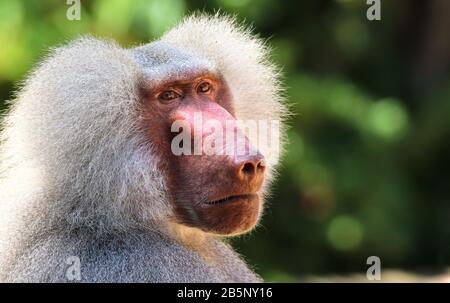 Adult old baboon monkey (Pavian, Papio hamadryas) close face expression observing staring vigilant looking at camera with green bokeh background out f Stock Photo