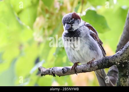 Sparrow bird perched sitting on tree branch. Sparrow songbird (family Passeridae) sitting and singing on tree branch amidst green leaves close up phot Stock Photo