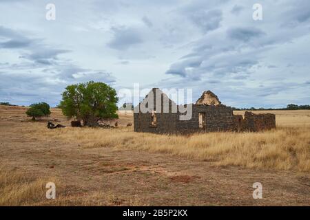 An old, abandoned stone house sits in the middle of a farmer's field with grazing sheep. In Victoria, Australia. Stock Photo