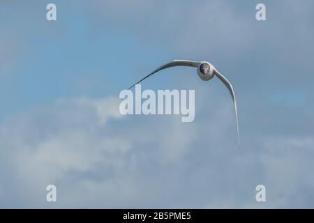bird little gull hydrocoleus minutus flying front view against blu sky with clouds Stock Photo