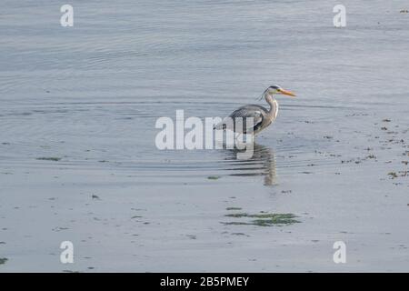 Ardea cinerea grey heron walking by the seashore with daylight in february in Spain Stock Photo