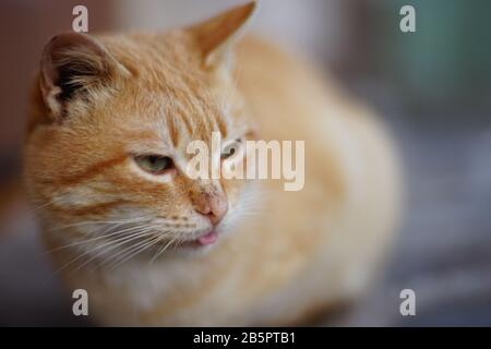 Lovely ginger cat resting in the yard and showing tongue. Stock Photo