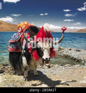 Garlanded yak at the shores of the lake Yamdrok, Tibet. Stock Photo