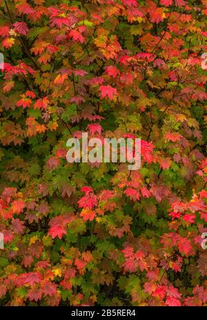 Vine Maple, Acer Circinatum, Three Sisters Wilderness, Willamette-Deschutes National Forest, Oregon Stock Photo