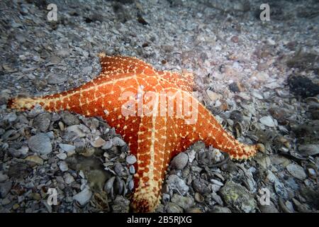 Cushion sea star (Oreaster reticulatus) lying on the sea floor, rare underwater animal in natural habitat, tropical West Atlantic Ocean, color Stock Photo