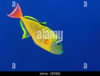 Male redtail triggerfish on solid blue background (Xanthichthys mento), underwater wildlife, tropical, Pacific Ocean, color Stock Photo