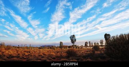 Panorama of Uluru and the Field Of Light with white fluffy cirrus clouds fanning out across a wide blue sky spinifex grass and desert oaks. Stock Photo