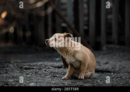 Abandoned or caged animal looking for a forever home Stock Photo