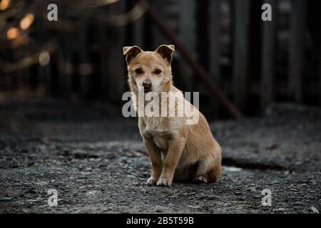 Abandoned or caged animal looking for a forever home Stock Photo