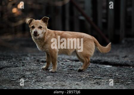 Abandoned or caged animal looking for a forever home Stock Photo