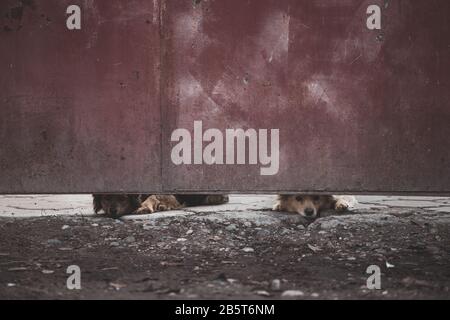 Abandoned or caged animal looking for a forever home Stock Photo