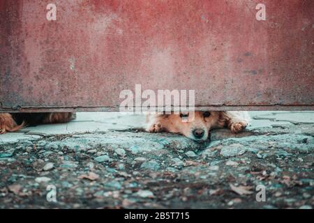 Abandoned or caged animal looking for a forever home Stock Photo