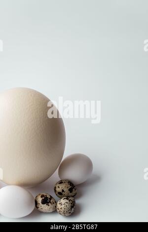 Ostrich, chicken and quail eggs on a white background. Large ostrich egg in an upright position on a blue background. Pasal composition of eggs of Stock Photo