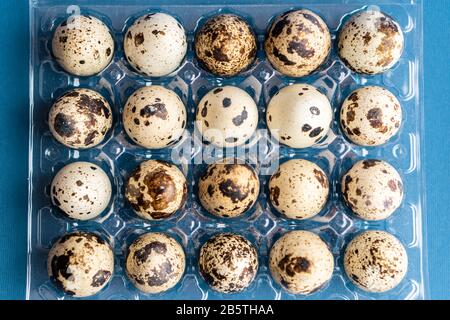 Quail eggs in a plastic box on a classic blue background. Plasticine box of quail eggs on a blue background. Stock Photo