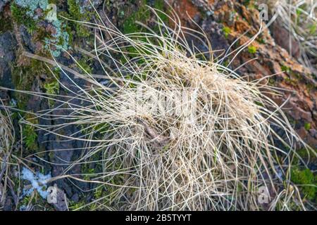 A bunch of dry grass grown in the bark of an old tree. Close up Stock Photo