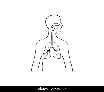 Lungs man body silhouette. Vector illustration, flat design. Stock Vector