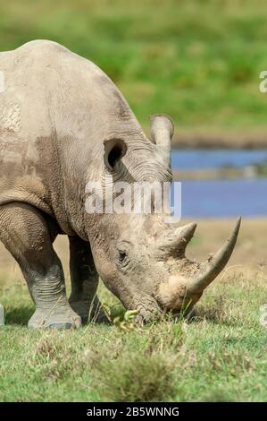 A white rhino in Namibia natural park Stock Photo - Alamy