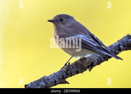 European pied flycatcher (ficedula hypoleuca) sits on small branch with clean yellow background Stock Photo