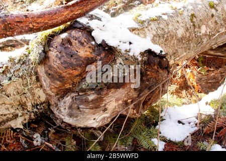A large burl on a  dead Red Birch tree, (Betula occidentalis) along Callahan Creek, in Troy, Montana.  Kingdom: Plantae Clade: Tracheophytes Clade: An Stock Photo