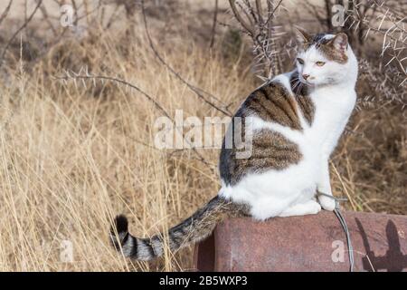 White and mottled colour farm cat sitting on rusty old farm implement among dried yellow grass and thorn trees in South Africa Stock Photo
