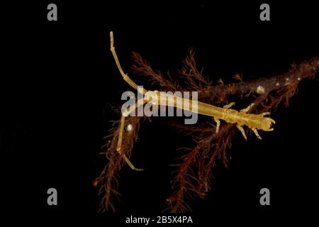 Astacilla longicornis Stock Photo