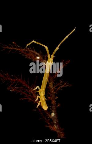 Astacilla longicornis Stock Photo