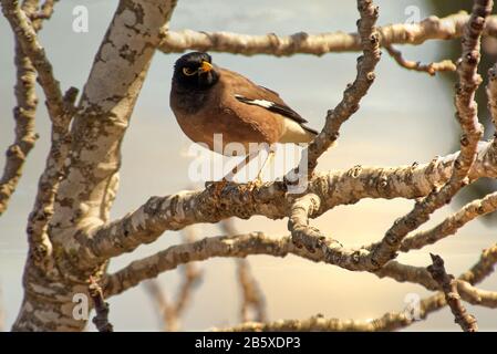 Little Bird Perched on a Branch tree branch on a bright sunny day. Stock Photo