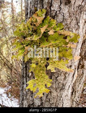 Lungwort lichen, Lobaria pulmonaria, growing on a black cottonwood tree, Populus trichocarpa, along Callahan Creek, in Troy, Montana. Stock Photo