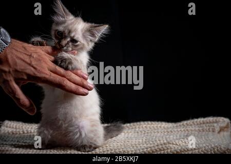 Baby cat playing with hand gray fluffy kitten on a black background is played jumping and biting. Favorite pet sits on the litter. Feline shelter. Stock Photo