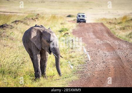 Young elephant and white cattle egrets on a dirt track in the Masa Marai, Kenya. A safari vhicle can be seen approaching in the distance. Stock Photo