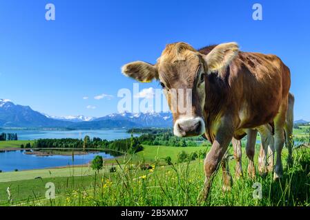 Cows on the pasture, Allgäuer brown cattle, Bayerniederhofen, Allgäu,  Bavaria, Germany, Europe, Kühe auf der Weide, Allgäuer Braunvieh, Bayern,  Deutsc Stock Photo - Alamy